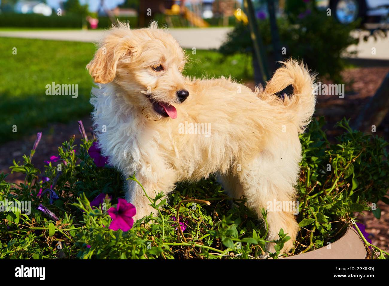 Golden Retriever en pot de fleurs avec petites fleurs violettes Banque D'Images
