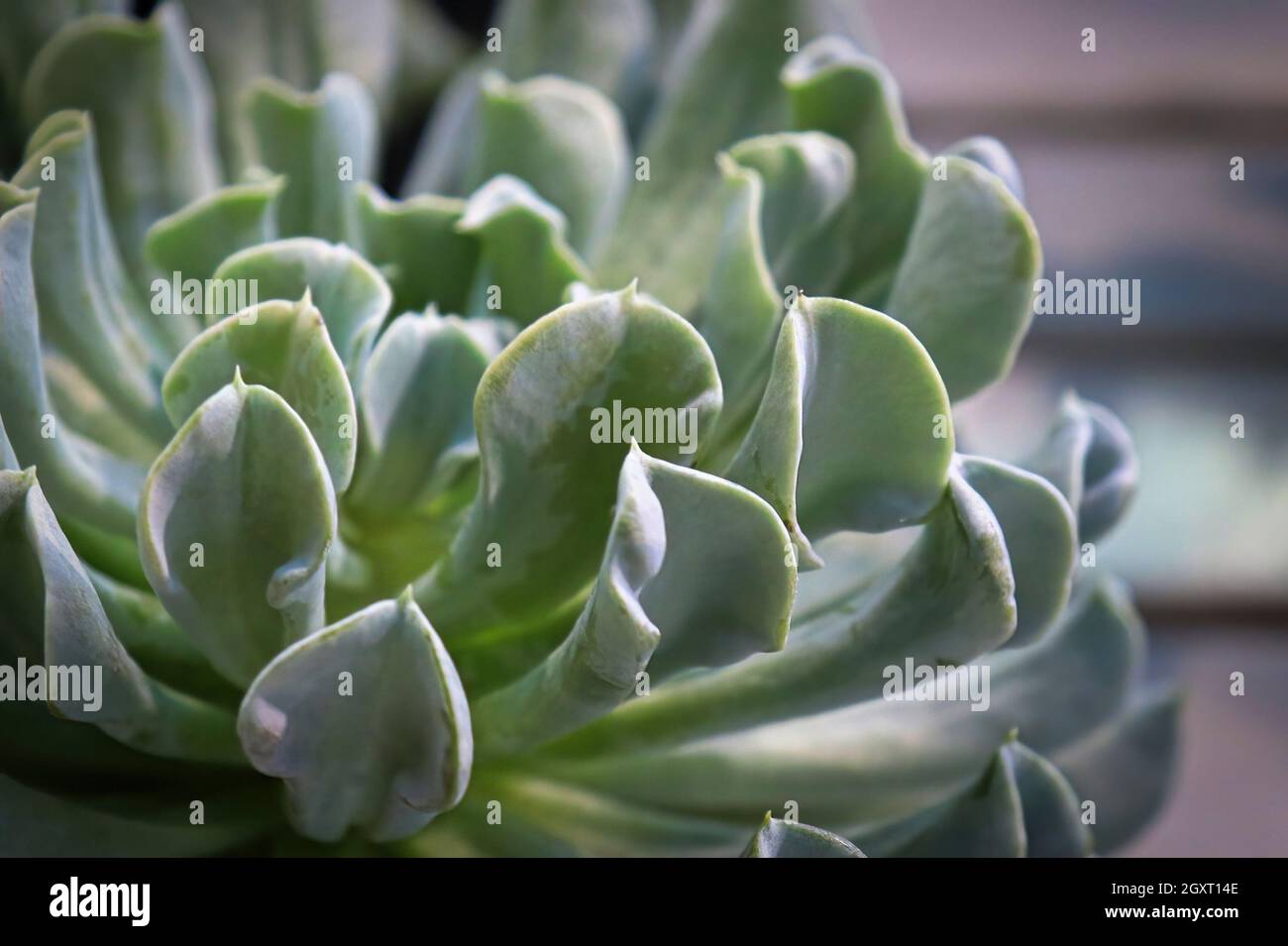 Vue latérale macro d'une usine succulente Topsy Turvey. Banque D'Images