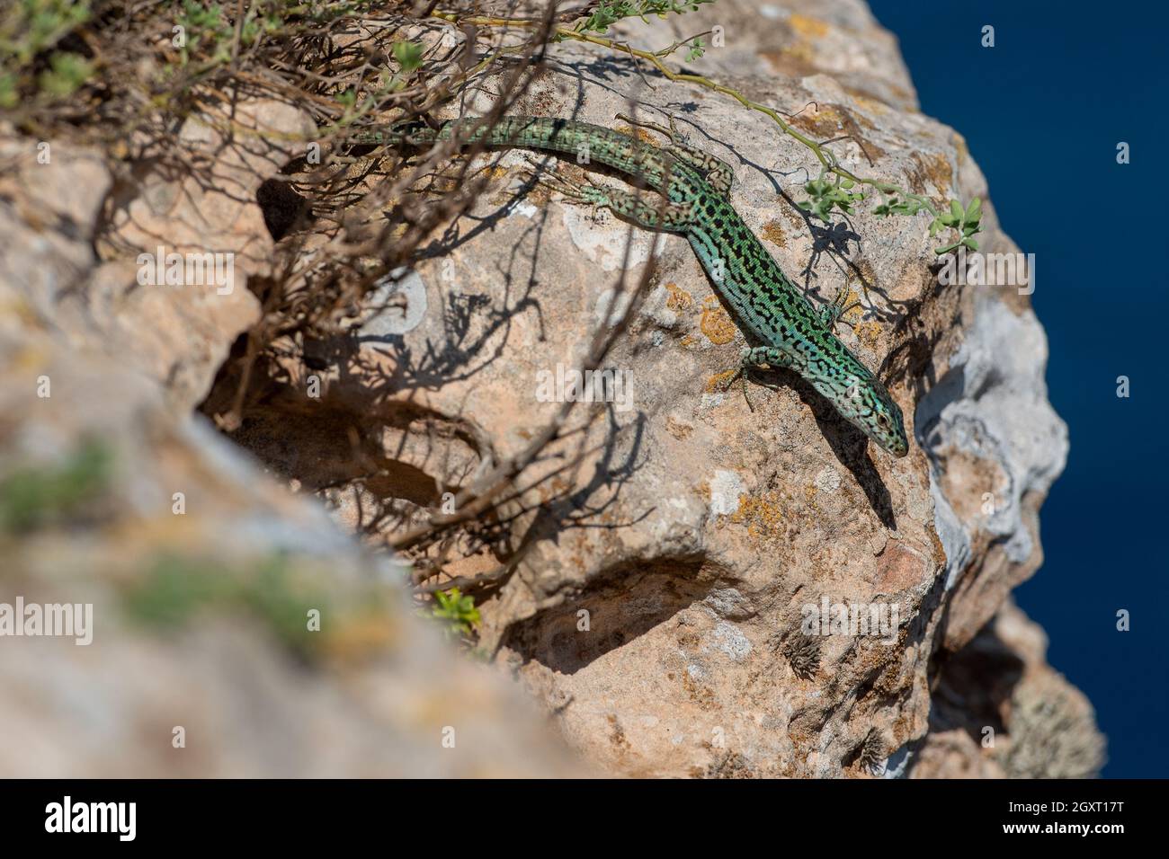 Formentera lizard, Podarcis pityusensis sur une roche Espagne. Banque D'Images