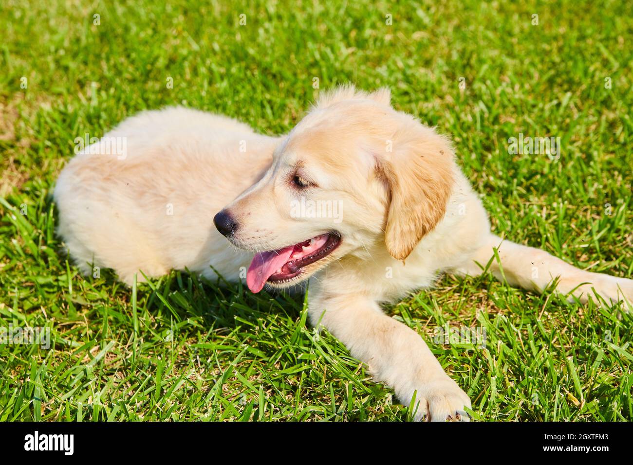 Golden Retriever a grandi en panant dans l'herbe Banque D'Images