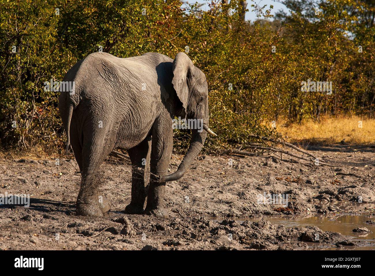 Éléphant à la réserve de Moremi, Botswana Banque D'Images