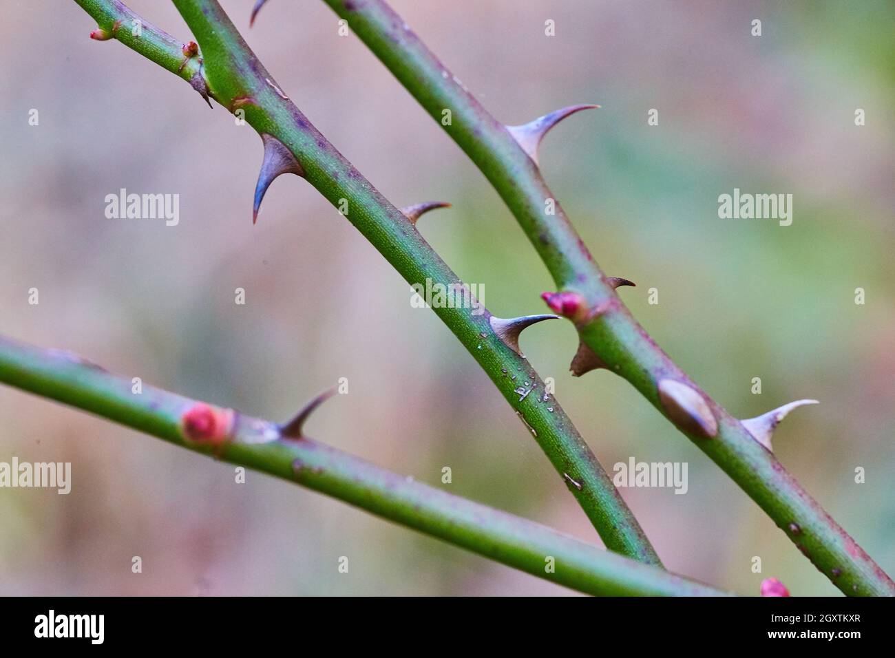 Macro de plante avec épines aiguisées Banque D'Images