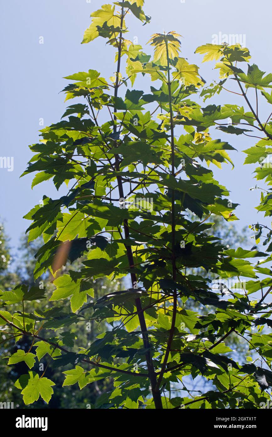 Sycamore (Acer pseudoplatanus), branches à feuilles. Croissance verte fraîche, éclairage de contre-jour. Rétro-éclairé par la lumière du soleil, révélant les détails de la veine à travers le und Banque D'Images