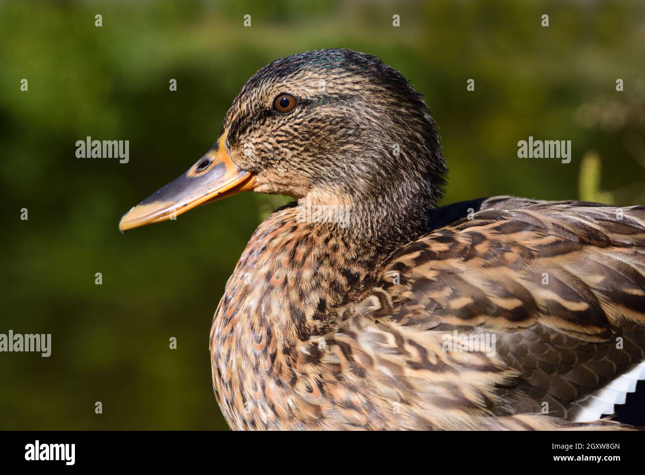 Portrait et gros plan d'un jeune canard brun assis devant un fond vert dans la nature Banque D'Images Portrait et gros plan d'un jeune canard brun assis devant un fond vert dans la nature Banque D'Images