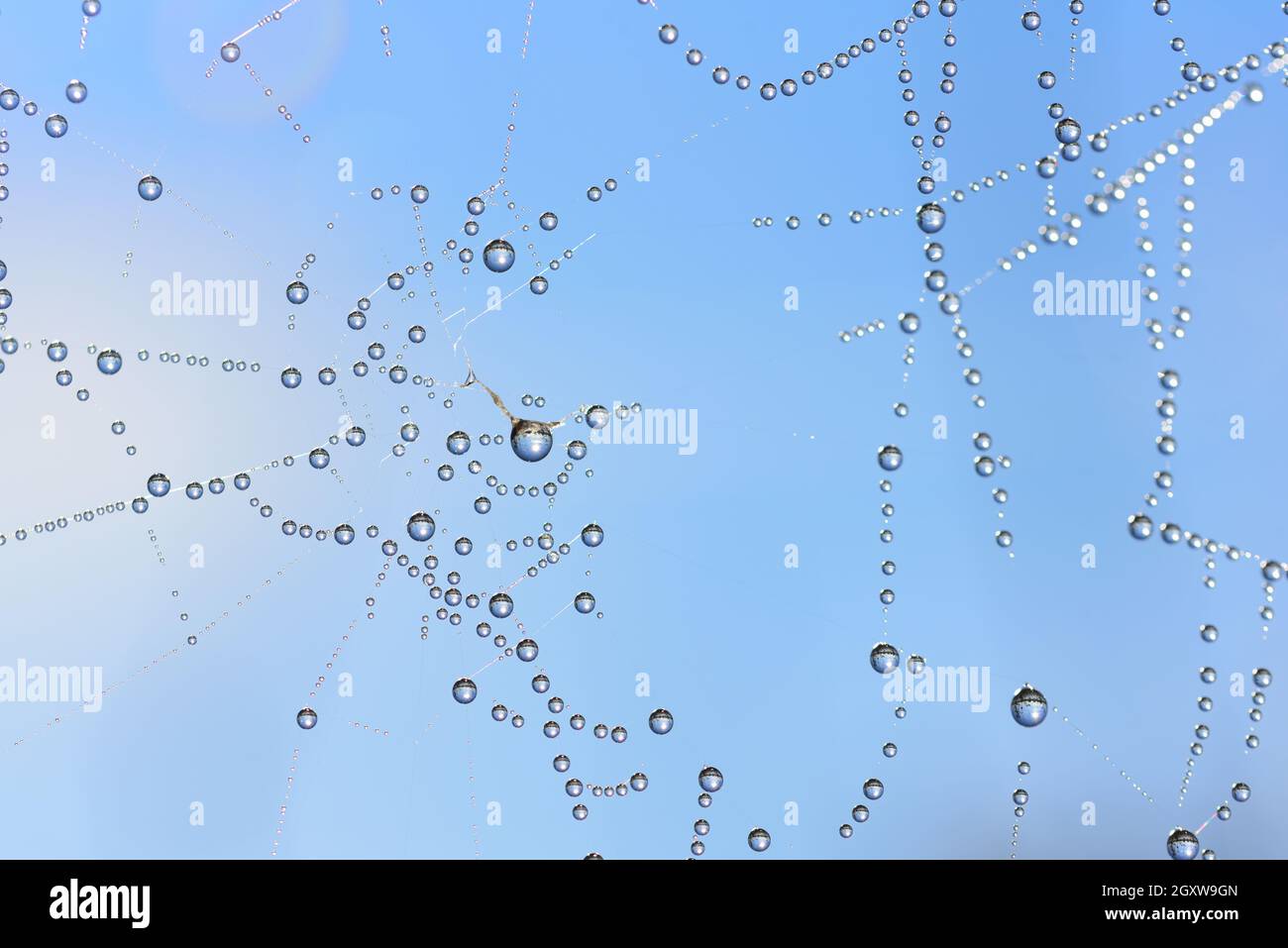 Gros plan de nombreuses gouttelettes d'eau accrochées sur une toile d'araignée contre un ciel bleu Banque D'Images