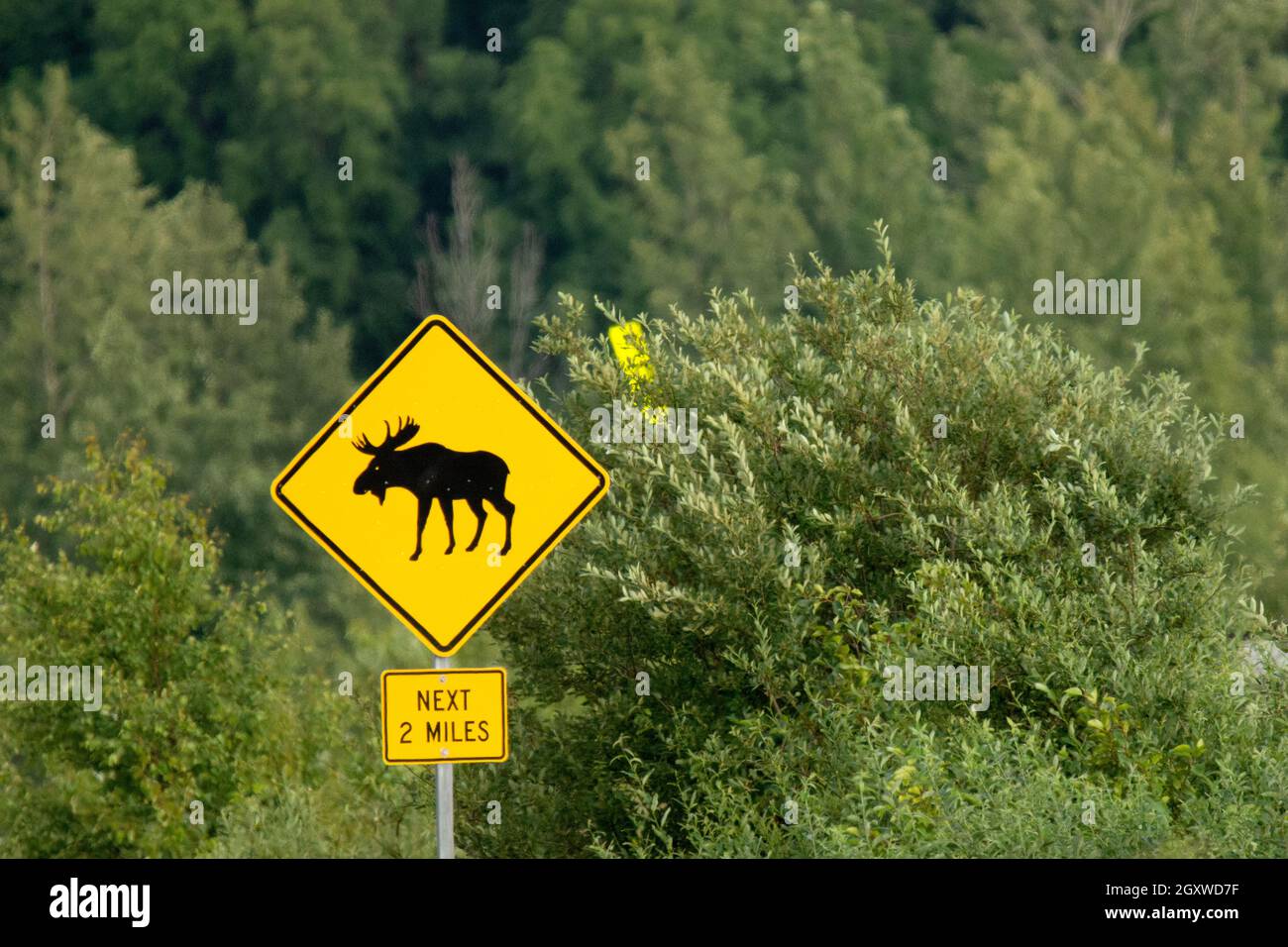 Panneau de signalisation pour orignal sur la route, Anchorage, Alaska, USA Banque D'Images