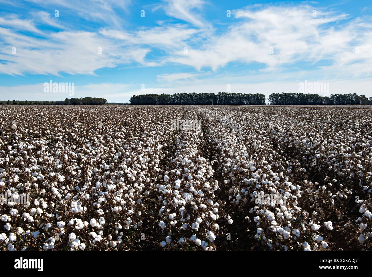 Coton prêt pour la récolte, près de Griffith, en Nouvelle-Galles du Sud, en Australie Banque D'Images