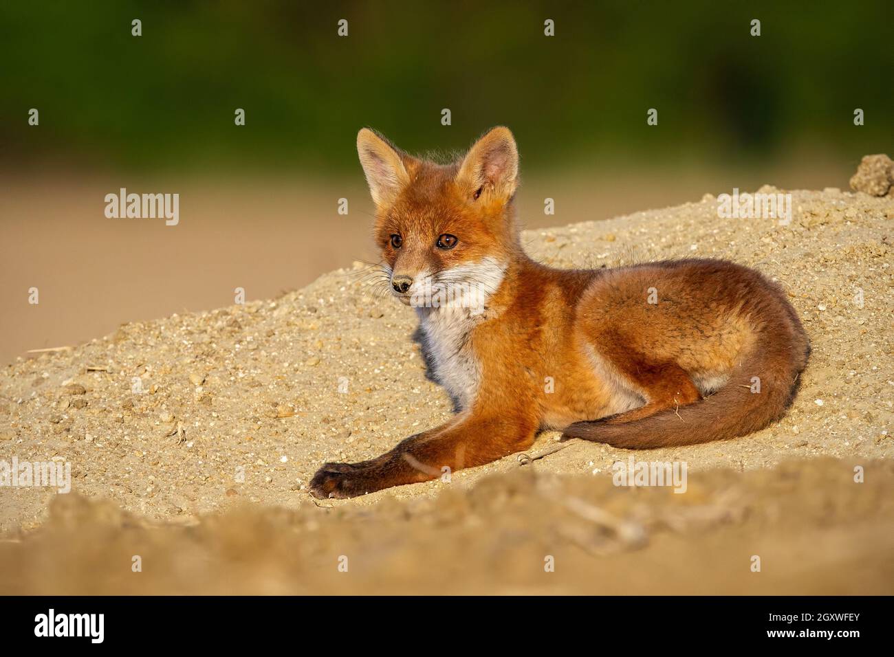 Bebe Renard Roux Vulpes Vulpes Allonge Sur Le Sable Au Soleil De La Soiree D Ete Jeune Predateur Orange Reposant Sur Le Coin Detente Au Soleil Petit Mammifere Regardant Sur Le Terrain Photo Stock