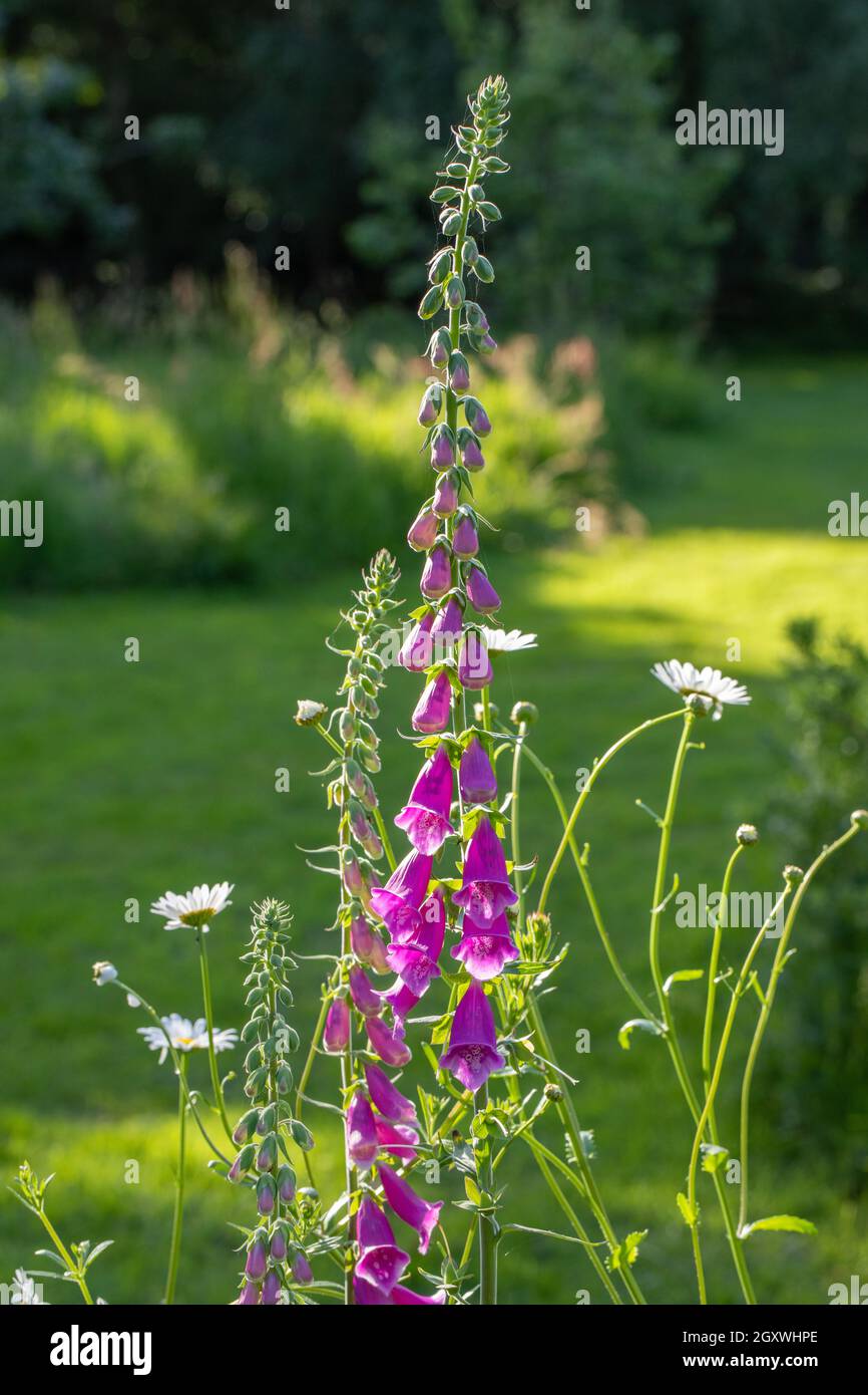 Foxgloves (Digitalis purpurea). En fleur. Daises à œil-de-bœuf (Leucanthemum vulgare) ensemble, soleil de côté. Jardin, bordure sauvage des bois. Norfolk, royaume-uni. Banque D'Images