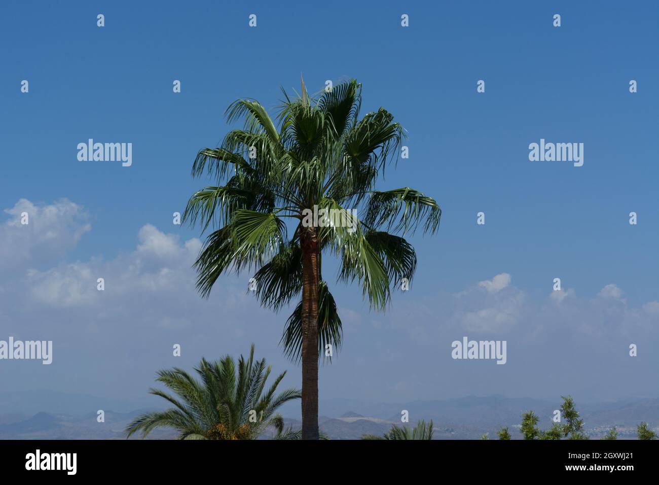 Palme unter einem blauen Himmel dans le palmier espagnol Màlaga Sous un ciel bleu à Malaga Espagne Banque D'Images