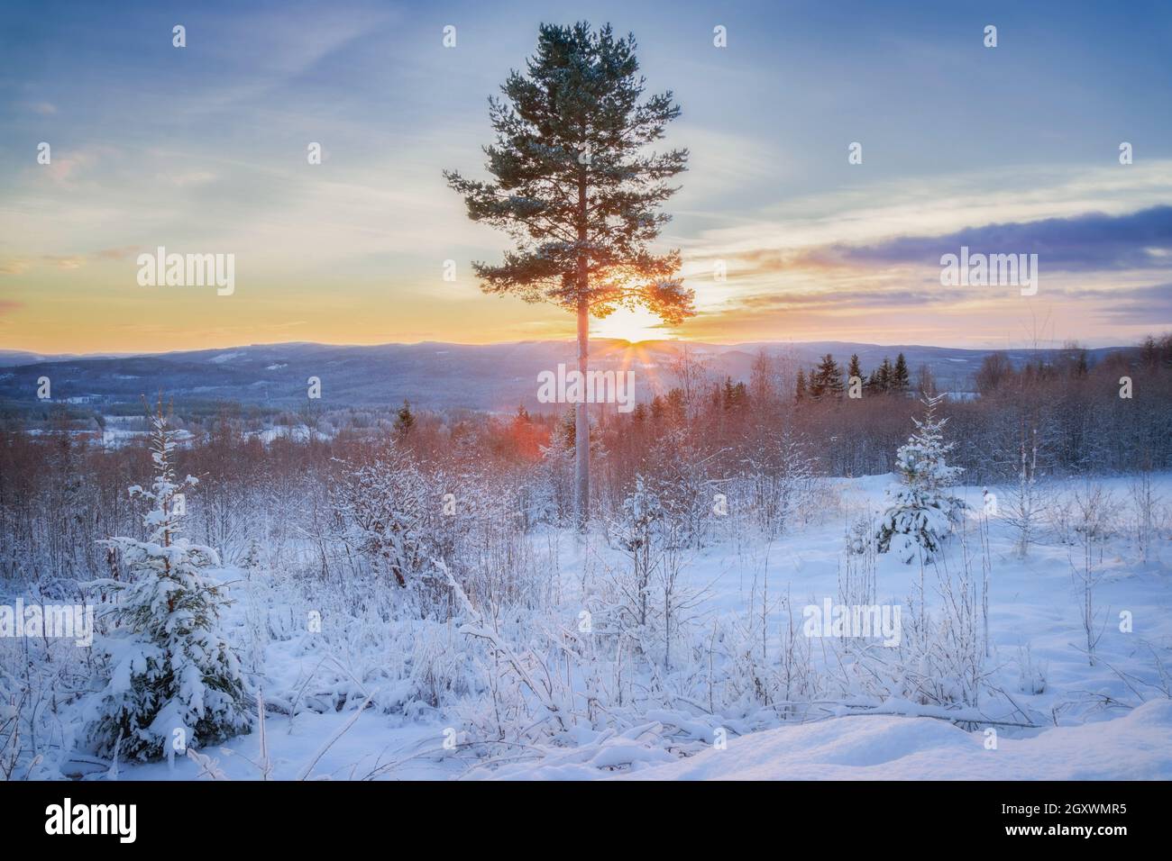 montagne, hiver et paysage forestier dans le Jamtland en Suède Banque D'Images