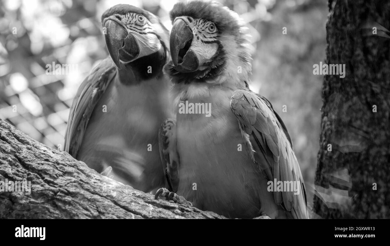 Portrait noir et blanc de deux perroquets de macaw assis sur la branche d'arbre dans la volière du zoo. Banque D'Images