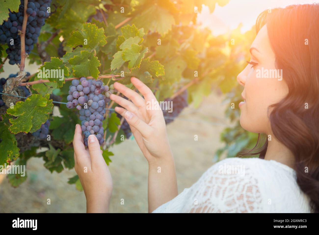 Belle Jeune femme adultes bénéficiant d'une promenade dans le vignoble de raisin. Banque D'Images