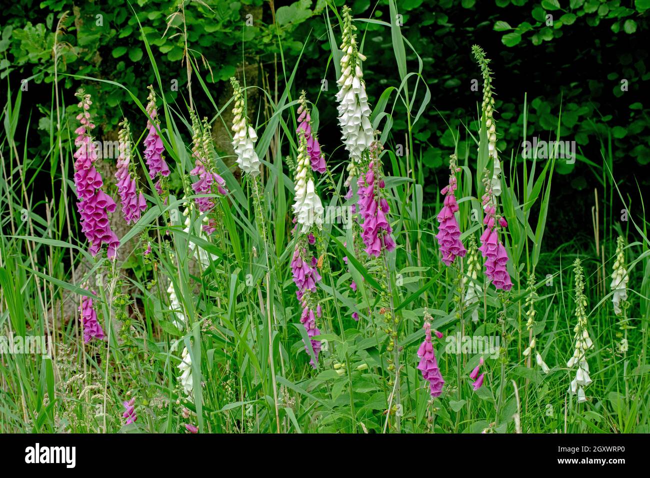 Foxgloves (Digitalis purpurea). En fleur. Regroupées. Jardin, bord de bois. Norfolk, royaume-uni. Banque D'Images