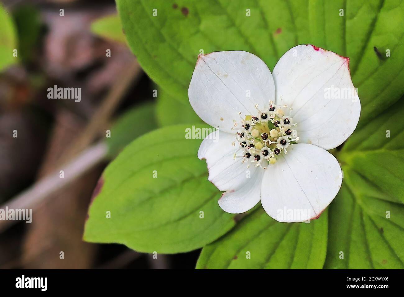 Macro de Bunchberry Dogwood en pleine floraison. Banque D'Images