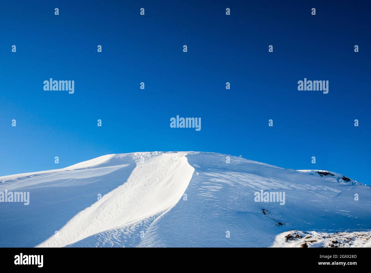 Lagopède à queue blanche survolant une montagne enneigée, parc national de Dovrefjell, Norvège Banque D'Images