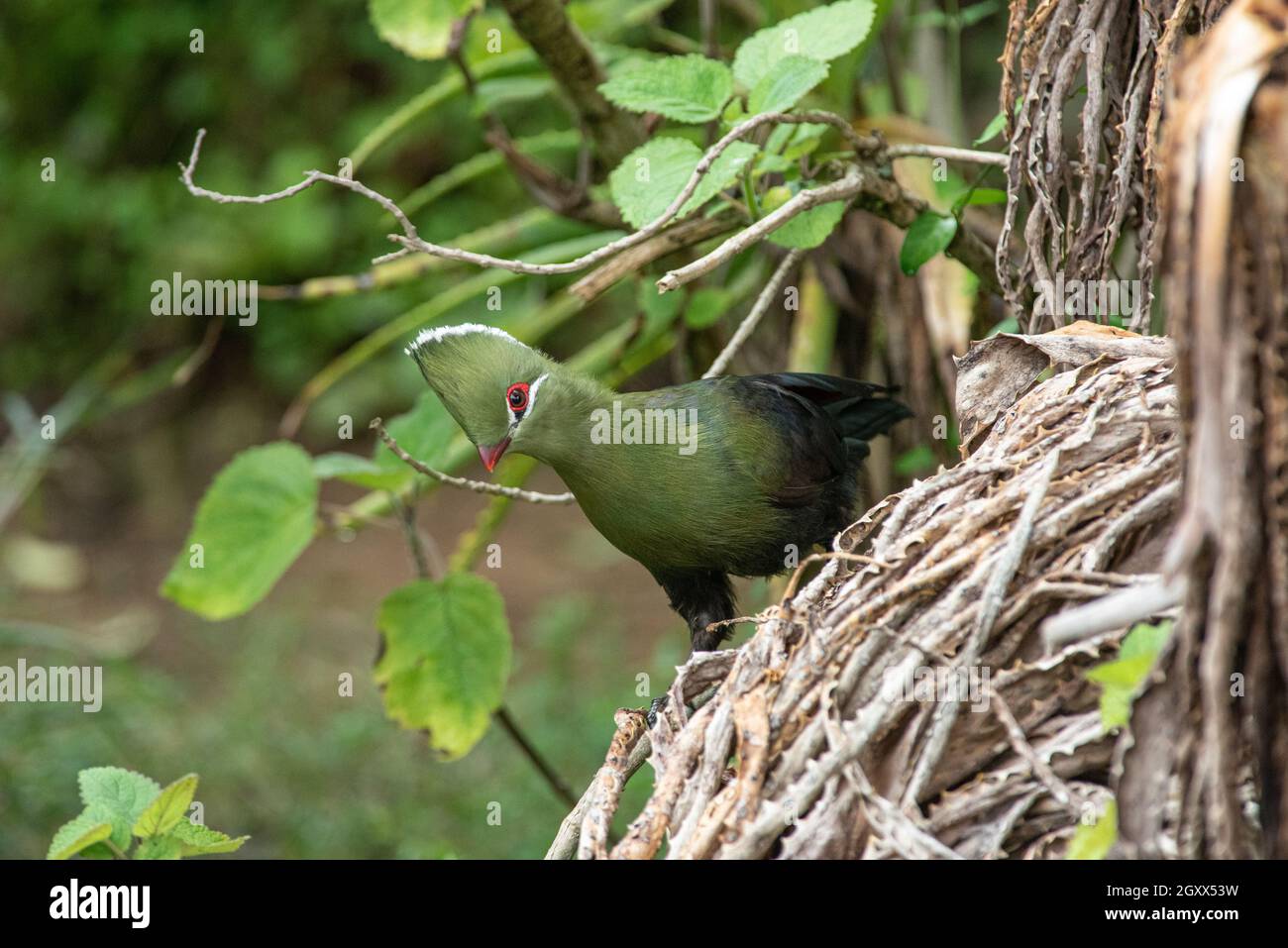 A Knysna Turaco, Tauraco corythaix, à Grahamstown/Makhanda, Cap-est, Afrique du Sud,14 janvier 2021. Banque D'Images