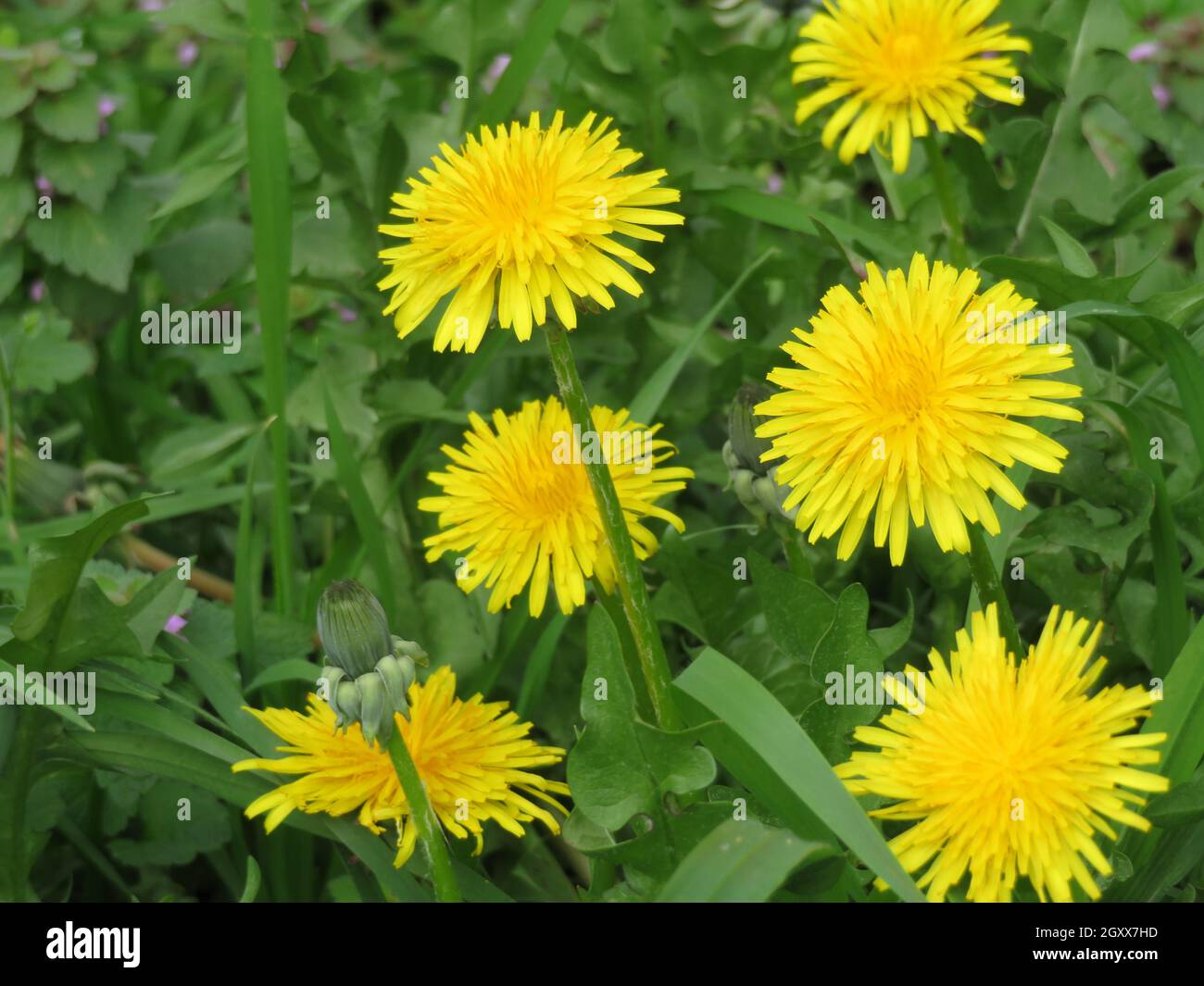 de belles fleurs de couleurs naturelles sont un parfum de pollen de printemps Banque D'Images