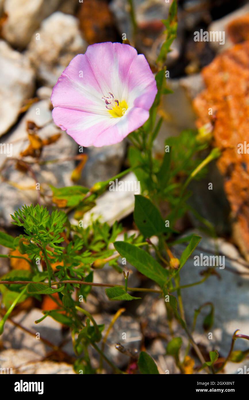 Gros plan d'une fleur pourpre et blanche qui pousse de quelques rochers Banque D'Images