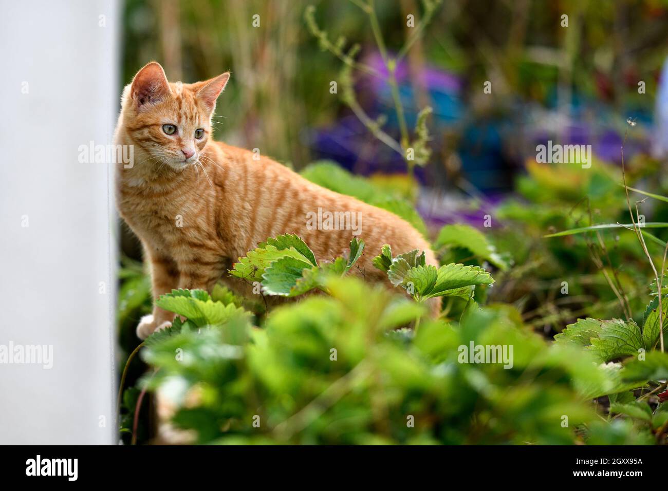 Portrait d'un chat au gingembre debout dans un jardin, en Irlande Banque D'Images Portrait d'un chat au gingembre debout dans un jardin, en Irlande Banque D'Images