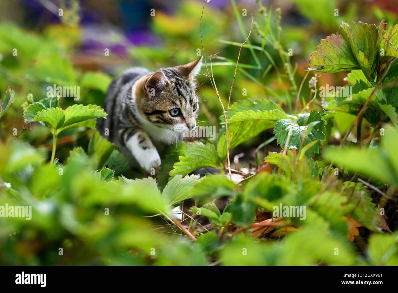 Tabby chat prowling à travers la sous-croissance, Irlande Banque D'Images Tabby chat prowling à travers la sous-croissance, Irlande Banque D'Images