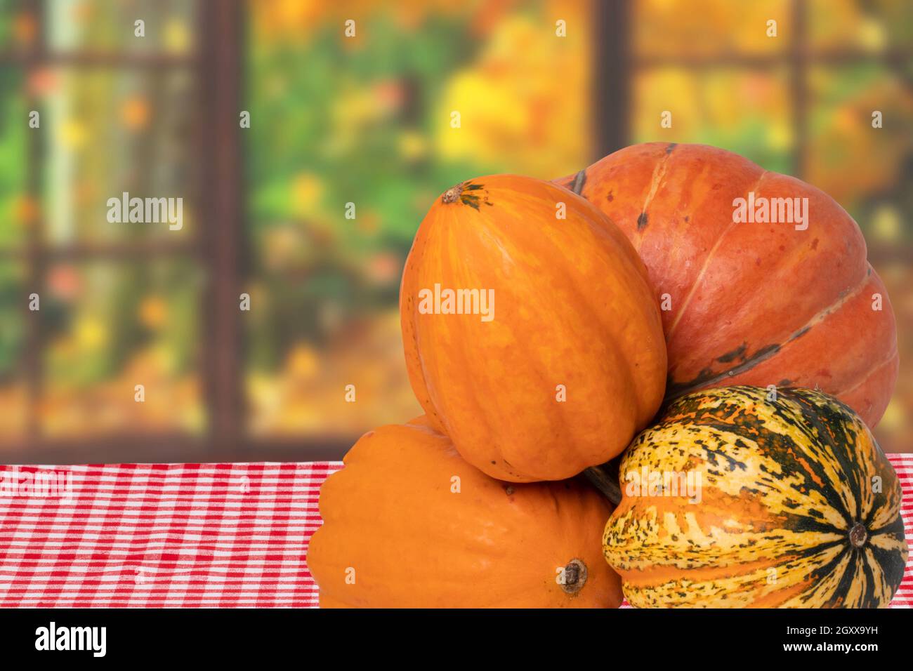 Gros plan d'une pile de citrouilles décoratives colorées sur une table avec une nappe rouge sur des fenêtres ouvertes avec un arrière-plan abstrait flou naturel d'automne. Banque D'Images