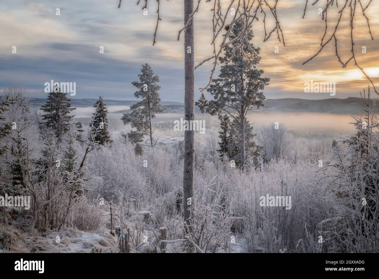 Montagne, hiver et paysage forestier à Jamtland Suède Banque D'Images
