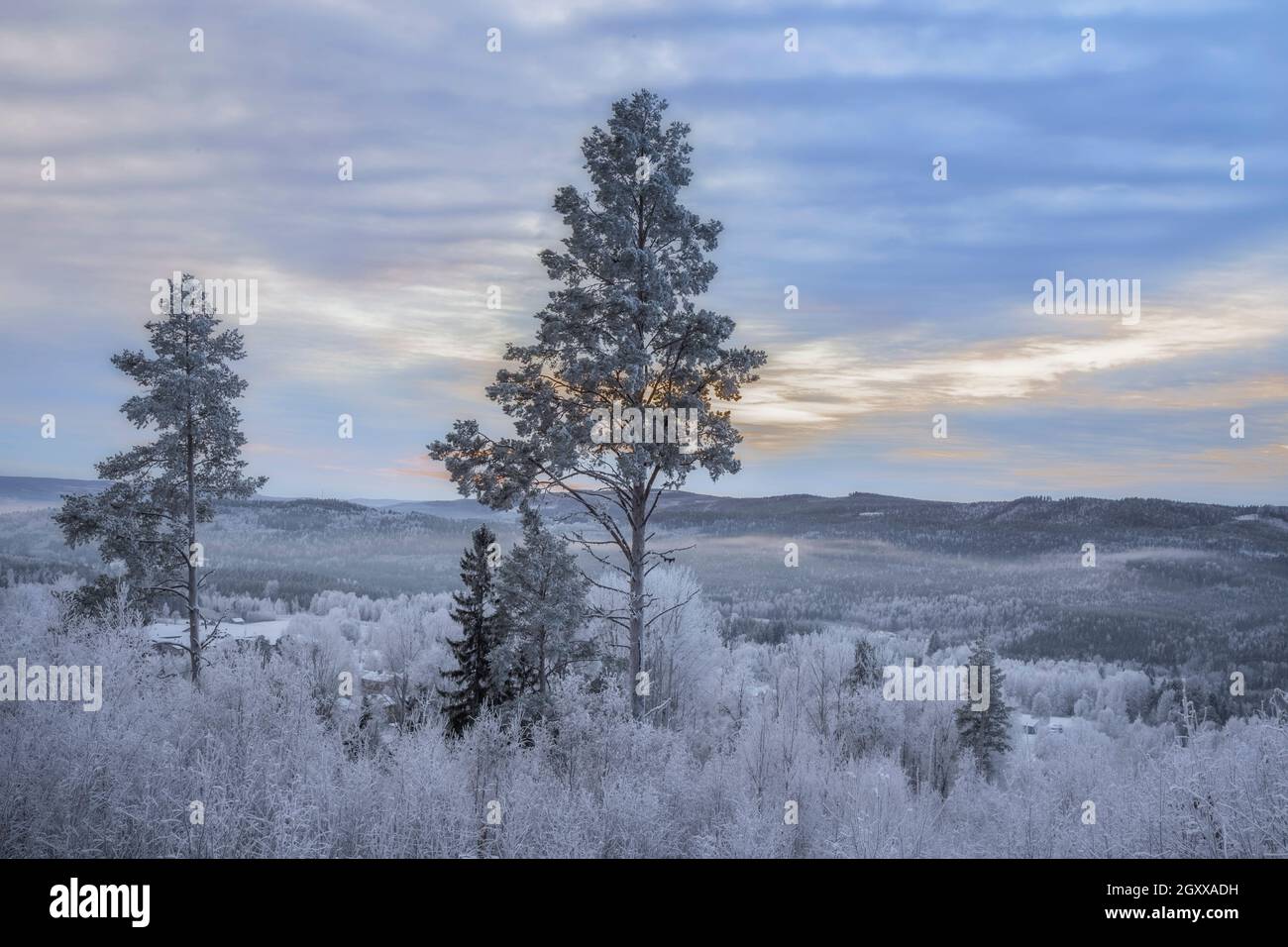 Montagne d'hiver, paysage forestier à Jamtland Suède Banque D'Images