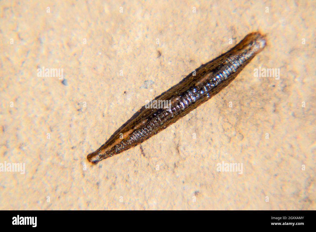 Leech sur l'aide de la pincette. Bloodsucking animal. sous-classe des ringworms de la ceinture-type class. Hirudothérapie. Banque D'Images