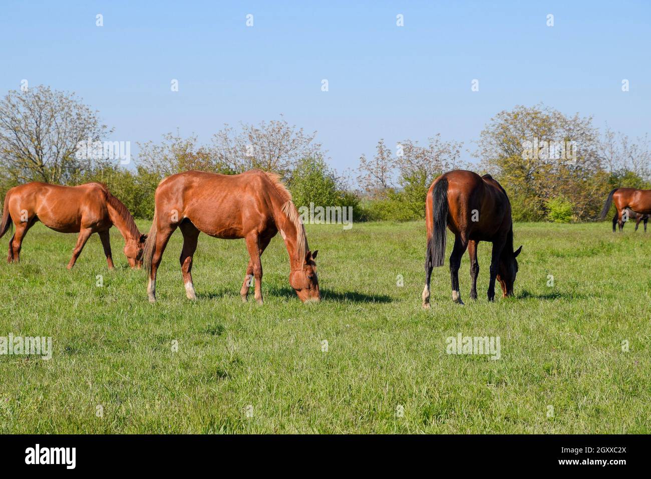 Les chevaux paissent dans les pâturages. Les enclos des chevaux dans une ferme équestre. Quelques chevaux. Banque D'Images