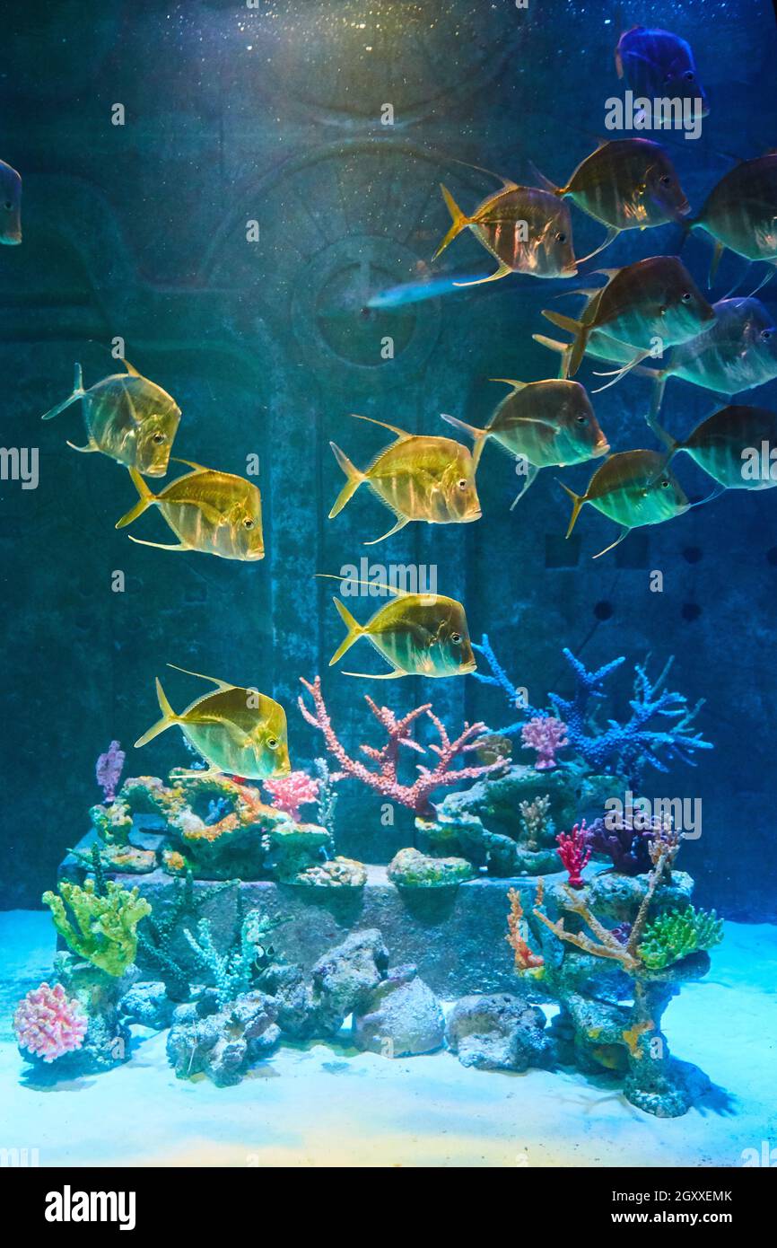 Poissons jaunes nageant dans l'aquarium de pierre ancienne Banque D'Images