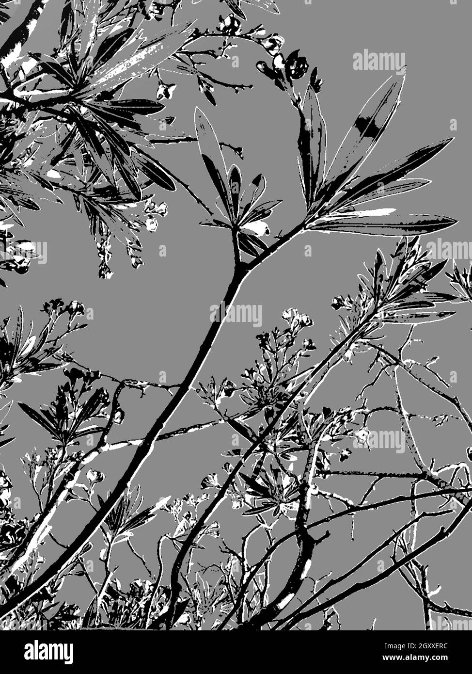 Illustration de fleurs et branches grises noires et blanches avec motif photo Banque D'Images