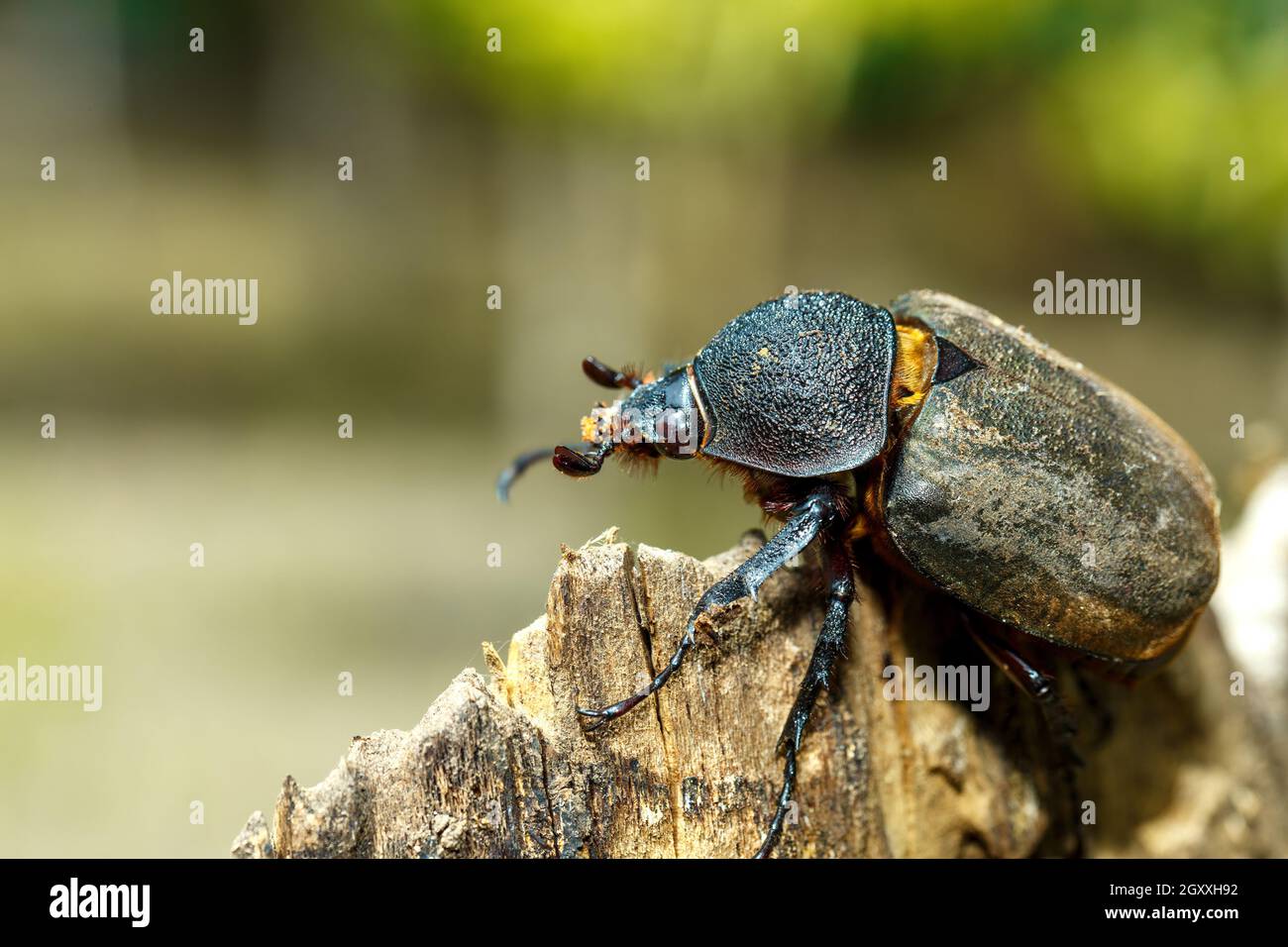 Coléoptère dans la forêt tropicale de Tangkoko. Dendroctone du rhinocéros, dendroctone du rhinocéros, dendroctone du Hercules, femelle du dendroctone du corne. Indonésie faune Banque D'Images