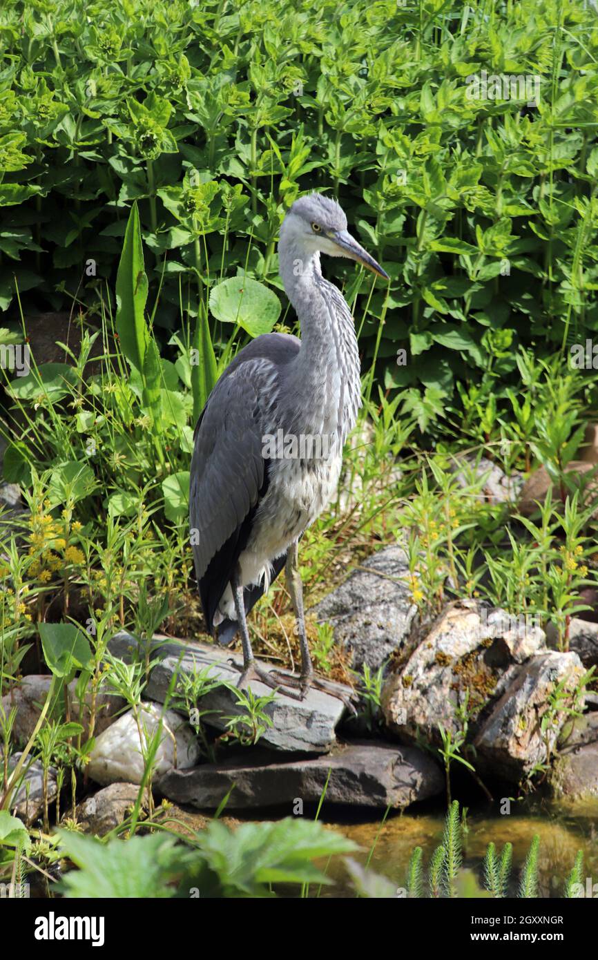 Graureiher (Ardea cinerea), Auch Fischreiher, Am Gartenteich, Weilerswist, Nordrhein-Westfalen, Allemagne Banque D'Images