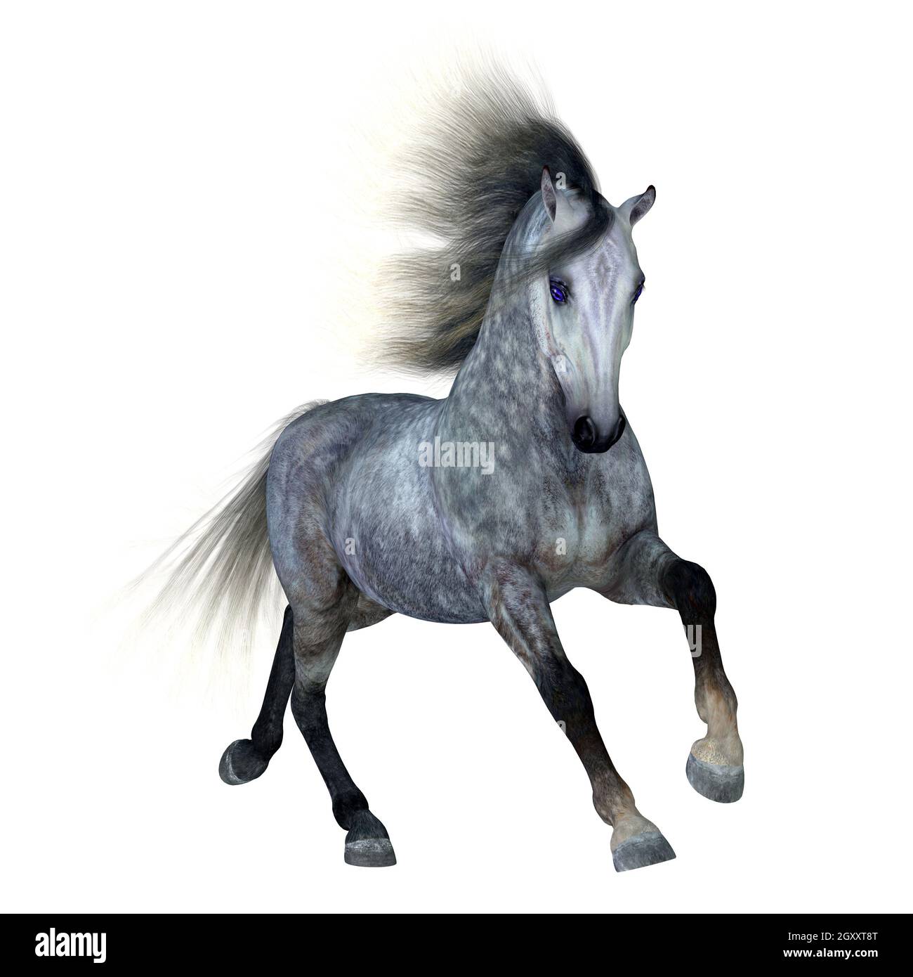 Le gris pomme est une couleur de pelage de nombreuses races différentes de chevaux et se distingue par une couleur noire de base. Banque D'Images