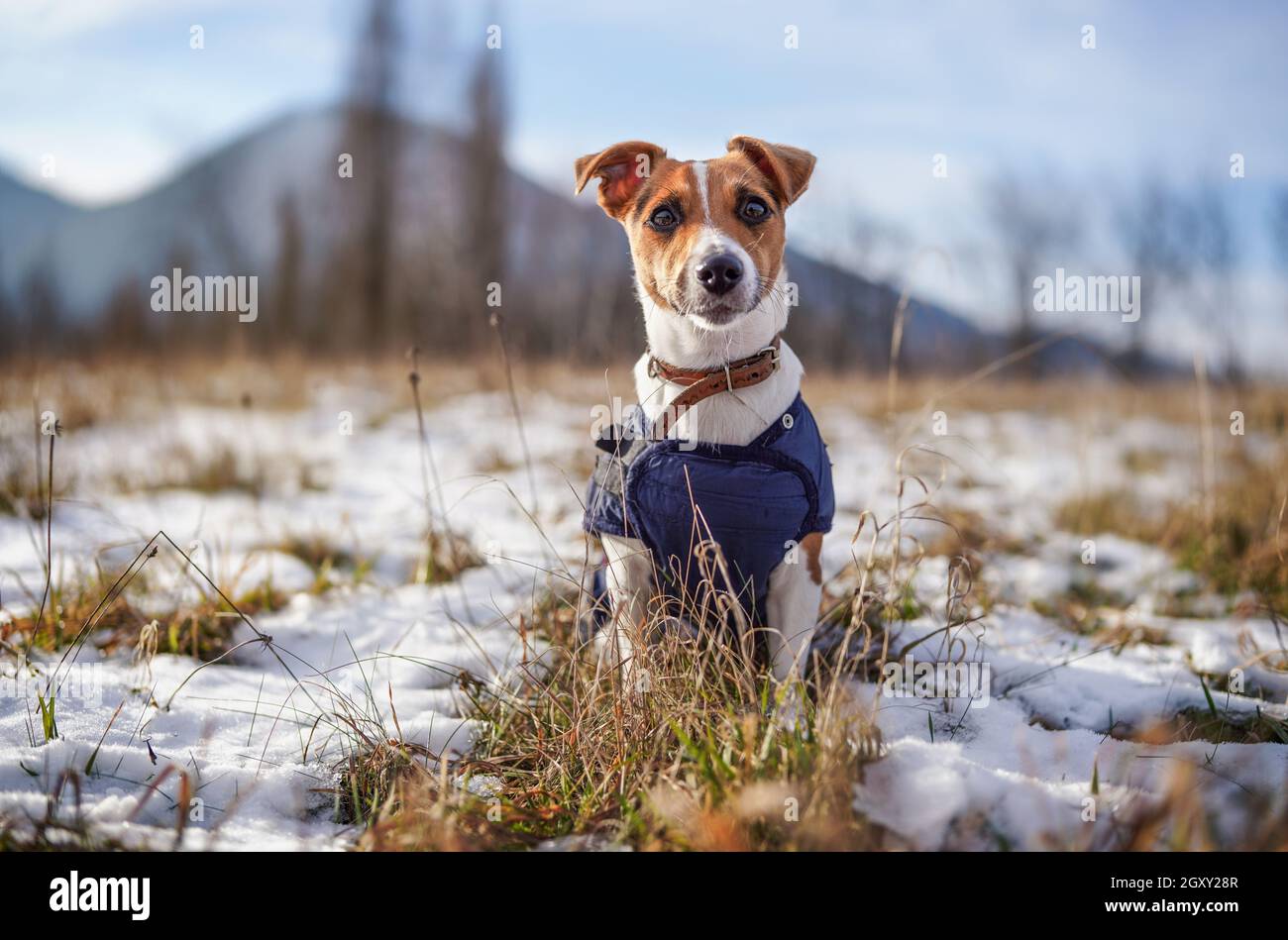 Le petit terrier Jack Russell se tient sur une prairie d'herbe verte avec des taches de neige pendant la journée d'hiver glaciale, des collines floues derrière elle. Banque D'Images