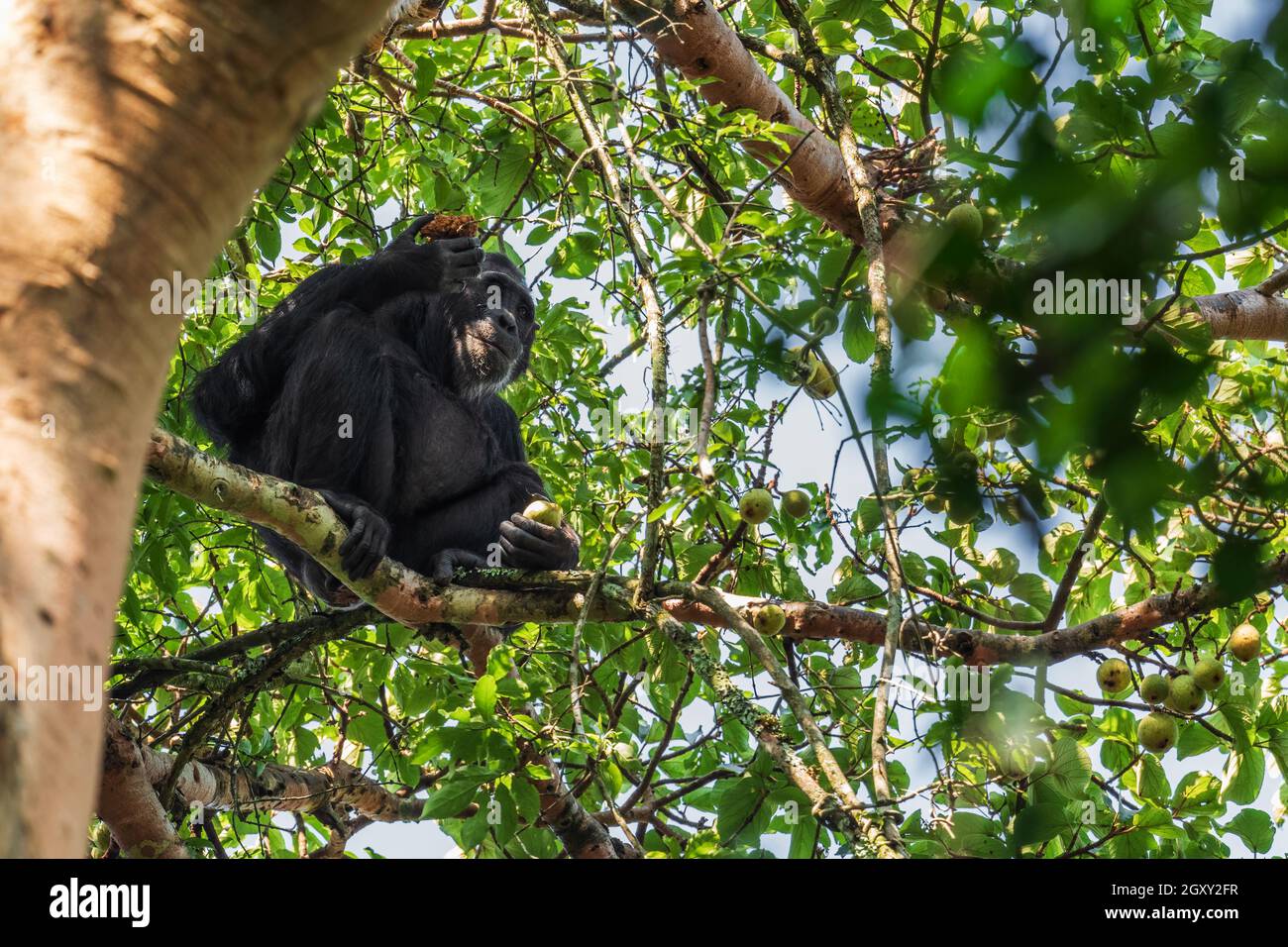 Chimpanzee commun - Pan troglodytes, grand singe populaire des forêts et des terres boisées africaines, forêt de Kibale, Ouganda. Banque D'Images