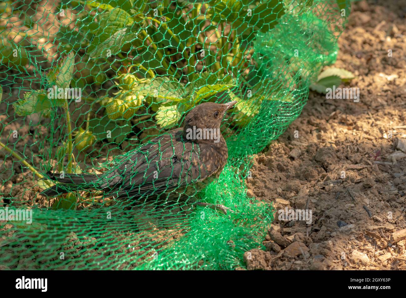 Le jeune blackbird est pris dans un filet vert dans un champ de fraises Banque D'Images