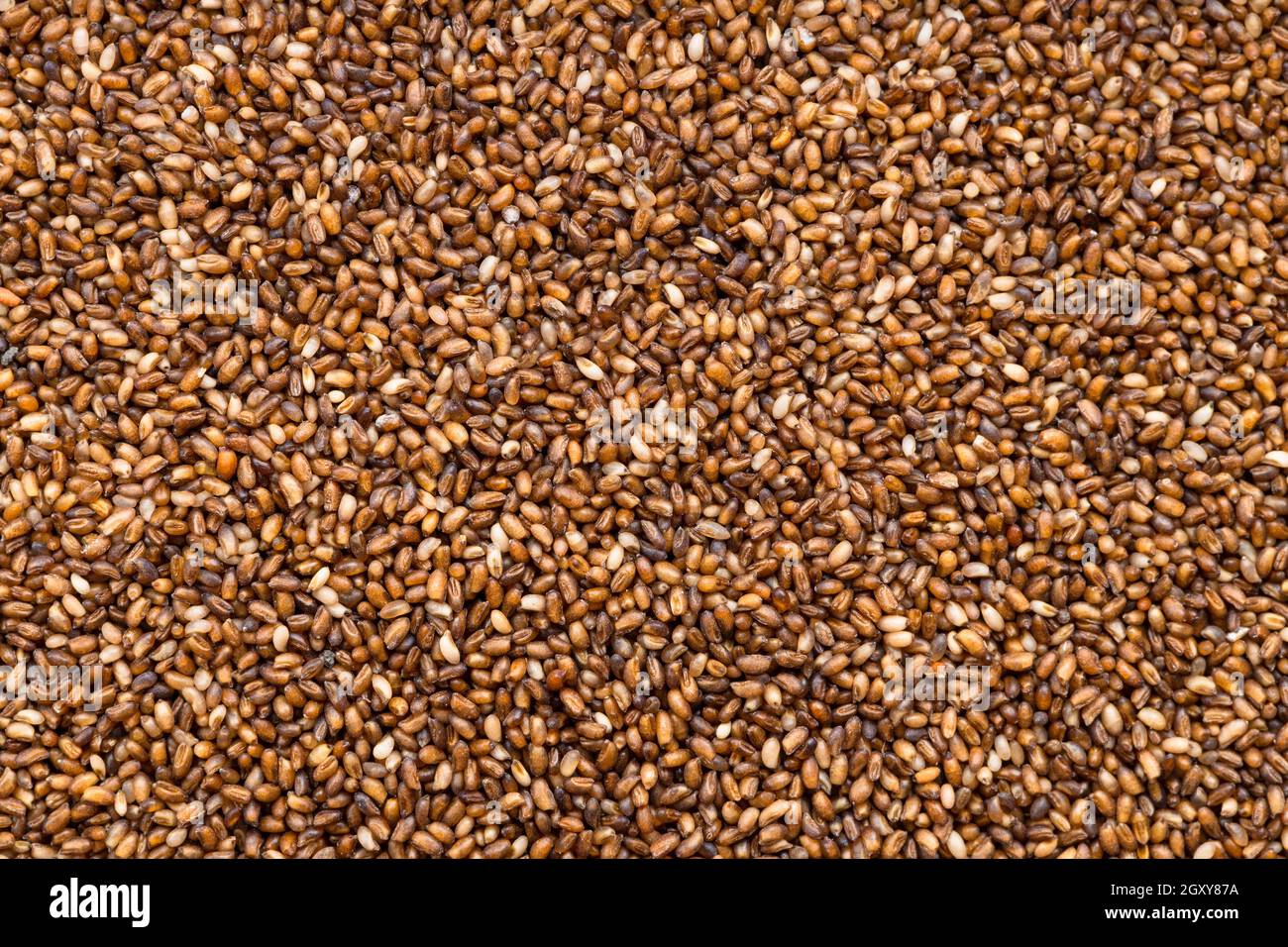 contexte alimentaire - gros plan sur les graines de teff à grains entiers Banque D'Images