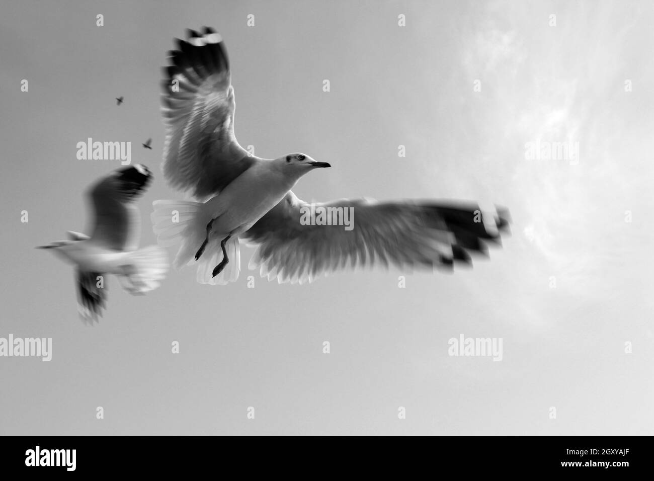 Deux Pigeons et deux oiseaux de Dove volant dans le ciel bleu ( noir et blanc ), ciel brillant, ailes larges ouvertes, couleurs vives Banque D'Images Deux Pigeons et deux oiseaux de Dove volant dans le ciel bleu ( noir et blanc ), ciel brillant, ailes larges ouvertes, couleurs vives Banque D'Images