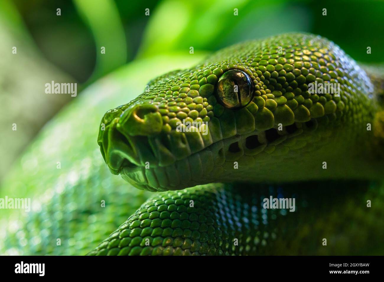 Python d'arbre vert (Morelia viridis) gros plan.Portrait art. Banque D'Images