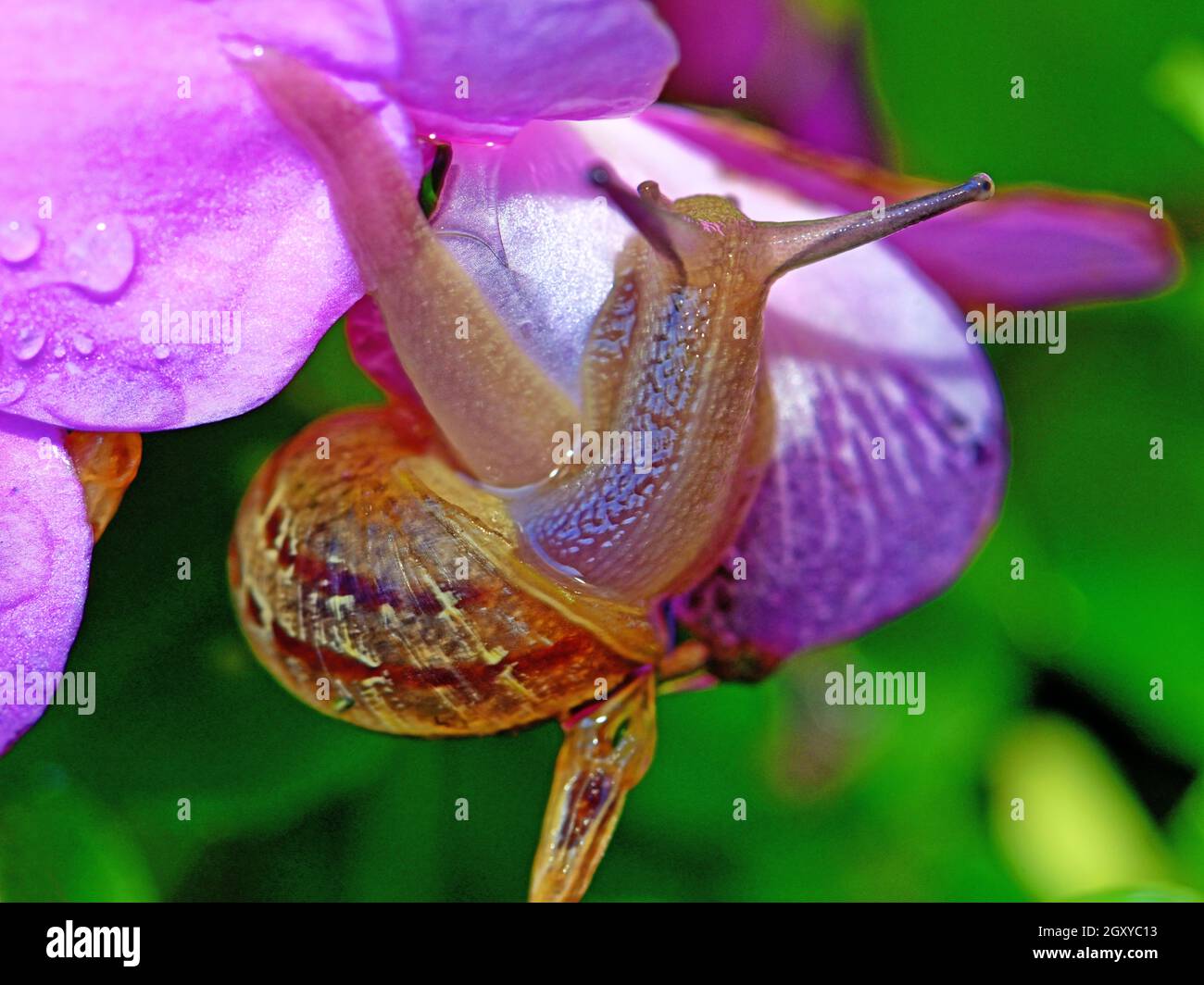 Petit escargot de jardin avec des yeux saillants rampant sur des fleurs violettes Banque D'Images