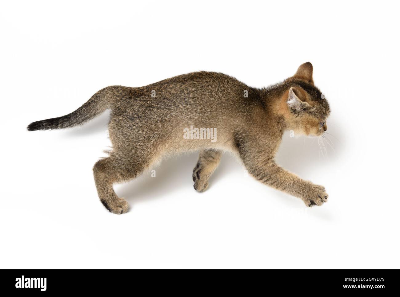 Petit Chaton Ecossais Droit Court Sur Un Fond Blanc Chat Mignon Photo Stock Alamy Petit Chaton Ecossais Droit Court Sur Un Fond Blanc Chat Mignon Photo Stock Alamy