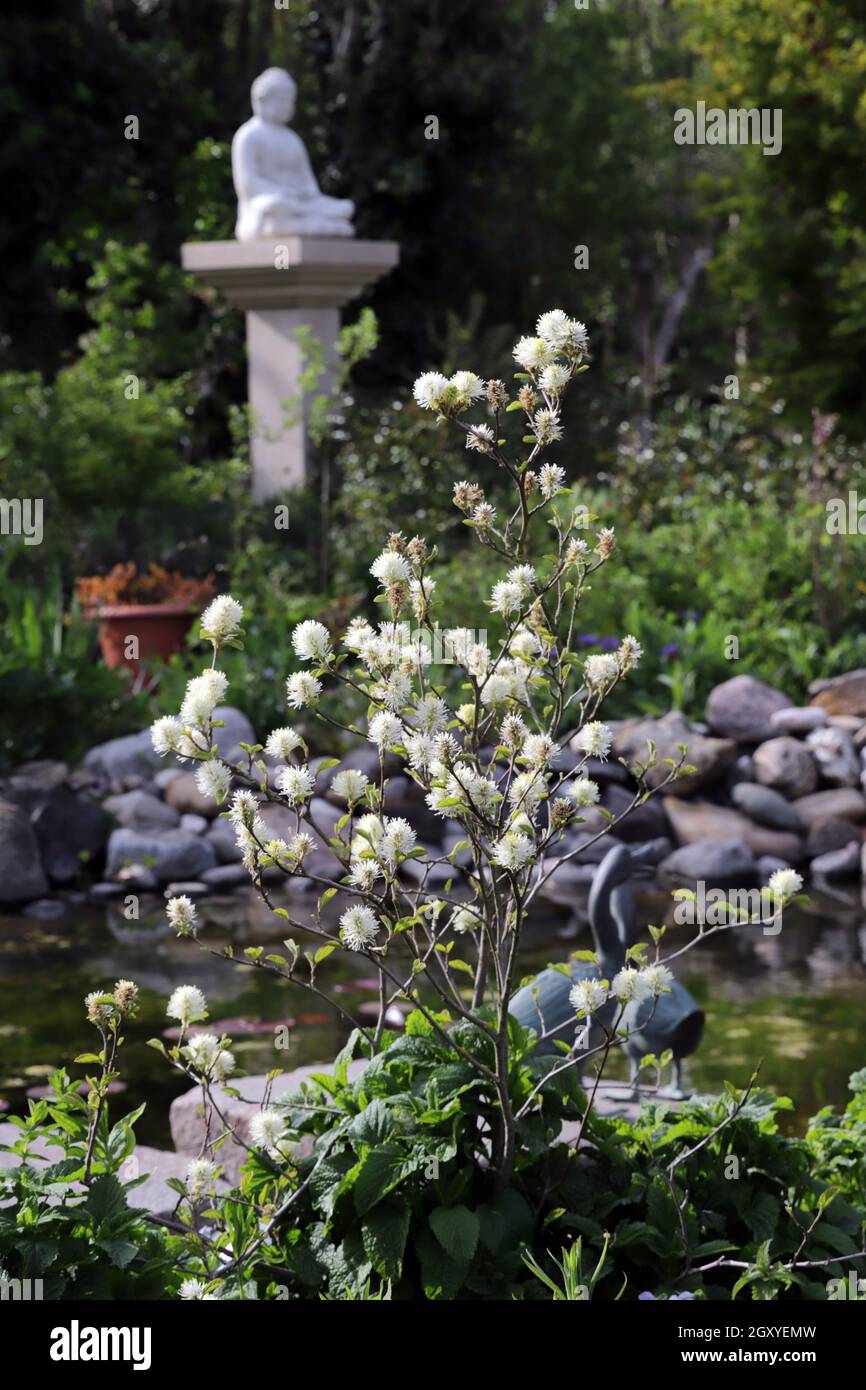 Grosser Federbusch (Fothergilla Major) - blühende Pflanze am Gartenteich, Weilerswist, Nordrhein-Westfalen, Allemagne Banque D'Images