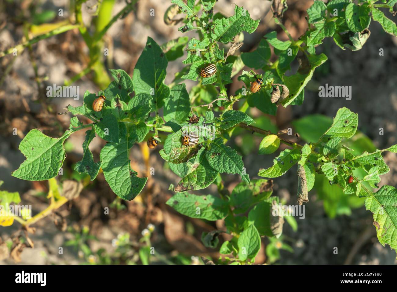 Les coléoptères de la pomme de terre du Colorado mangent des feuilles vertes.Leptinotarsa decemlineata ou des punaises à dix rayures sur la culture de brousse de pommes de terre endommagée dans le potager Banque D'Images
