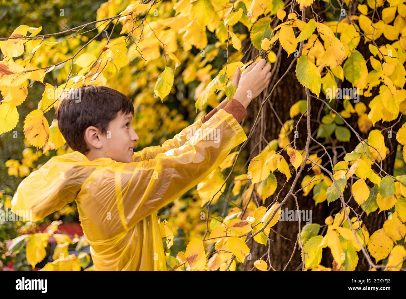 Photo d'un garçon adolescent dans un imperméable jaune parmi les feuilles d'automne, marchant dans le parc, cueillant des feuilles Banque D'Images