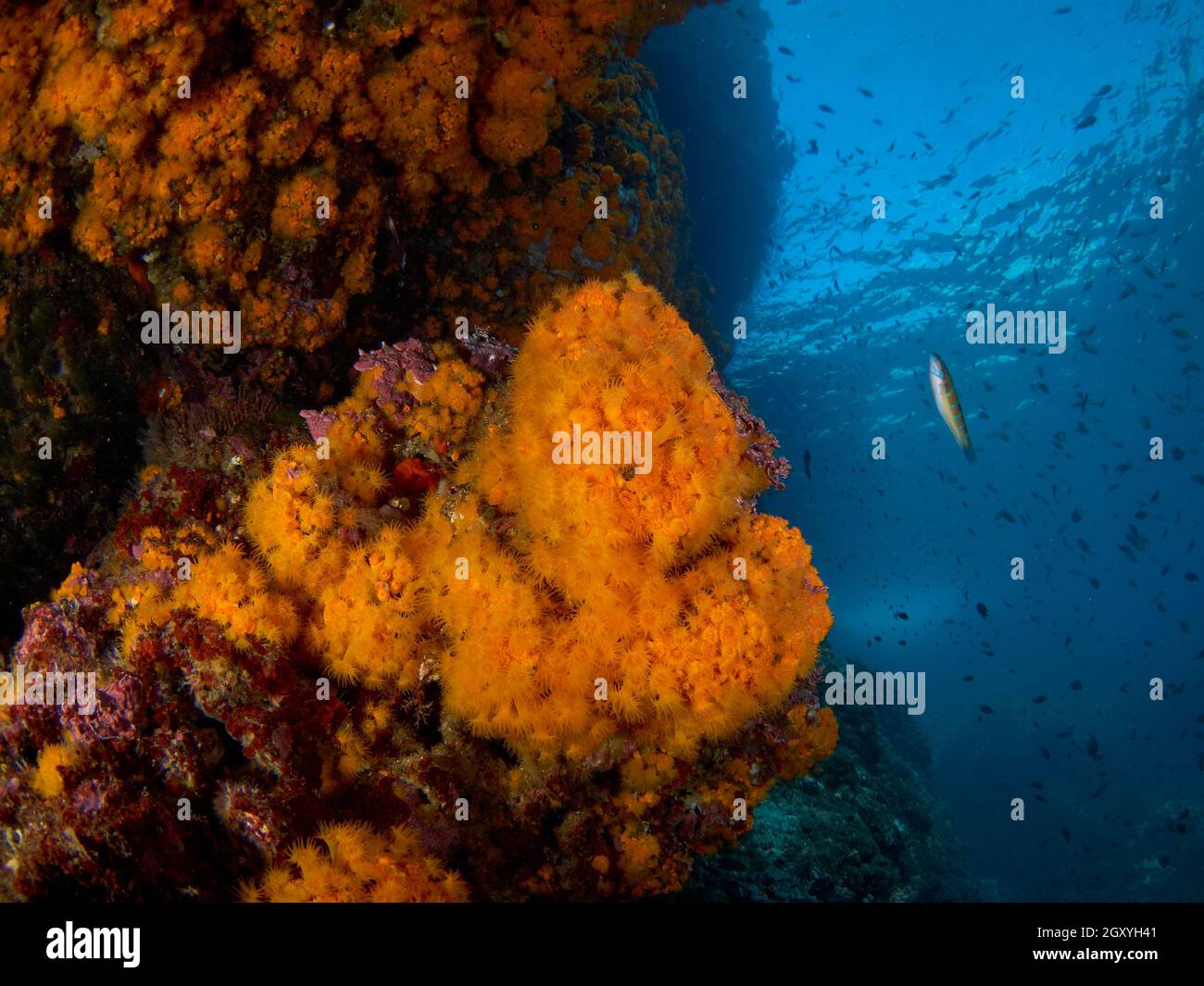 Gros plan de la colonie de corail orange dans la mer méditerranée. Banque D'Images