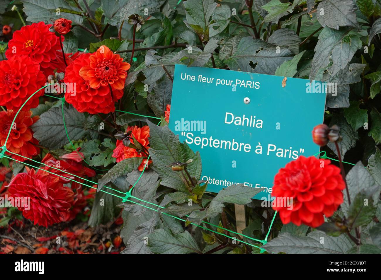 Vincennes BEI Paris, Parc Floral, Dahliengarten // Vincennes près de Paris, Parc Floral, jardin Dahlia Banque D'Images
