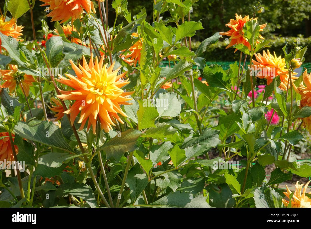 Vincennes BEI Paris, Parc Floral, Dahliengarten // Vincennes près de Paris, Parc Floral, jardin Dahlia Banque D'Images