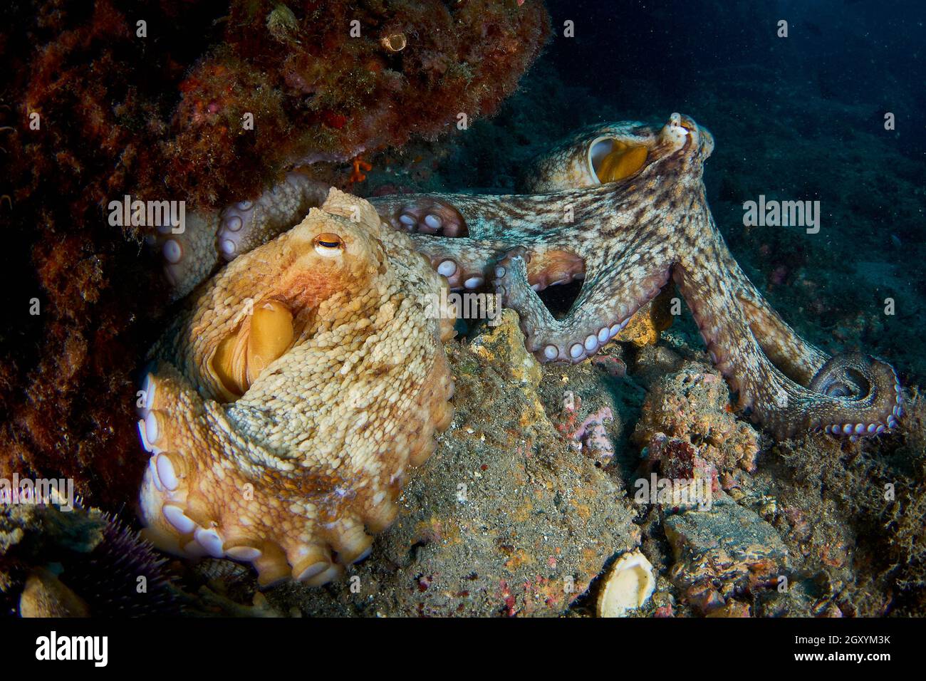 Paire d'octopus commun (octopus vulgaris) qui s'accouple dans la mer Méditerranée Banque D'Images